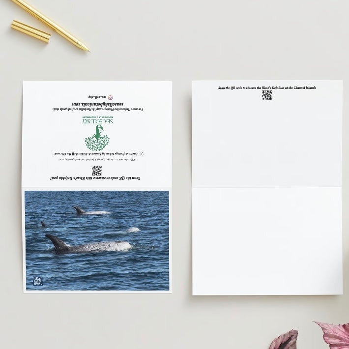 risso's dolphins of Ca coast