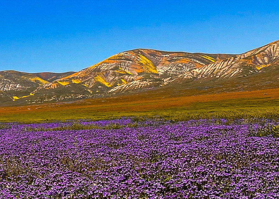 greeting card of superbloom