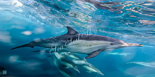 Underwater Dolphin - Ocean Spirit - Interactive Photography