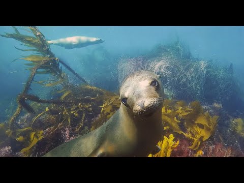 video footage of sea lions in the wild