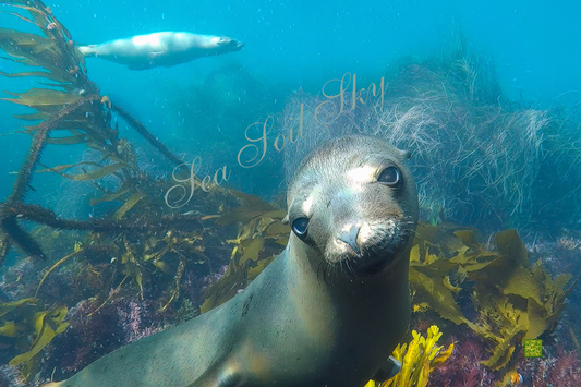 Sea Lions - Interactive Photography