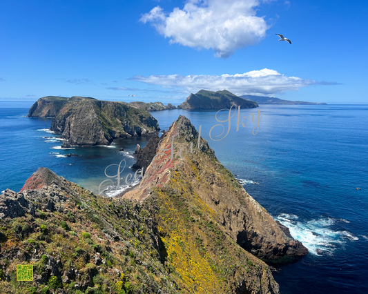 Anacapa Island - Yellow Superbloom