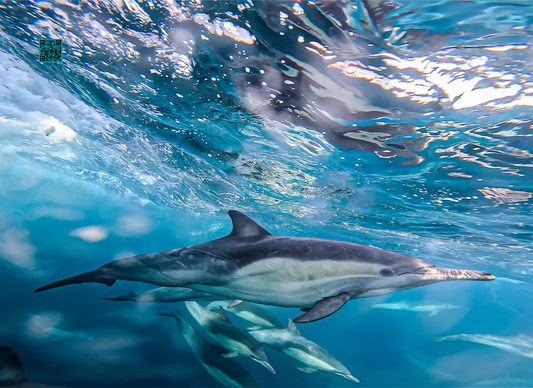 Underwater Dolphin