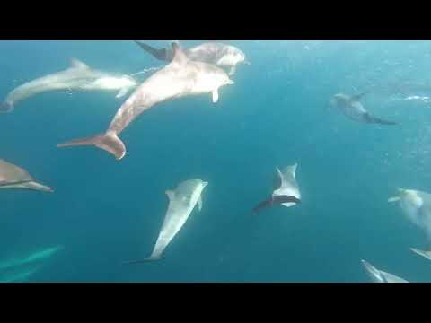 video footage of dolphins swimming
