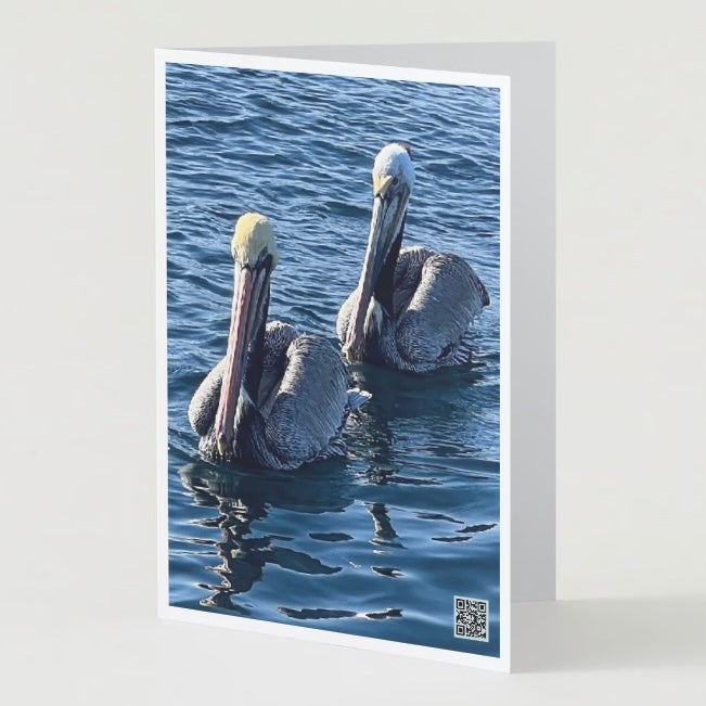 Interactive Greeting Card 5x7 ~ Pelican Splendor