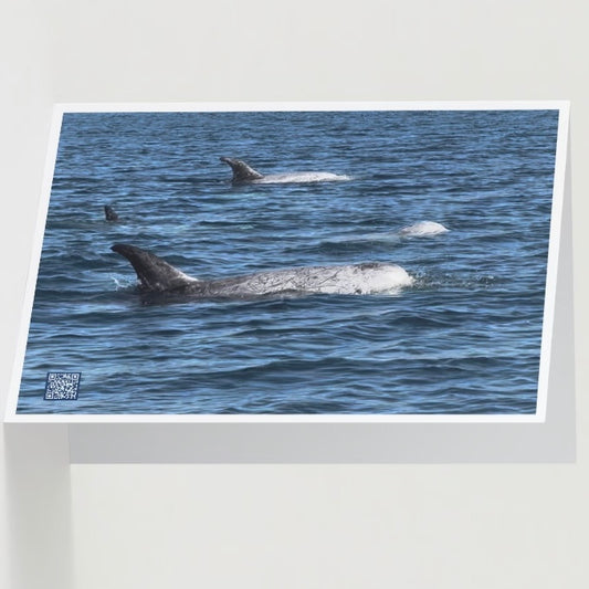 risso's dolphin off the California coast