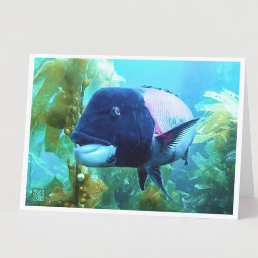 California Sheephead greeting card