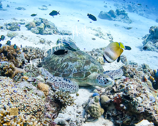 Turtle Photo - Enchanting Sea Critters