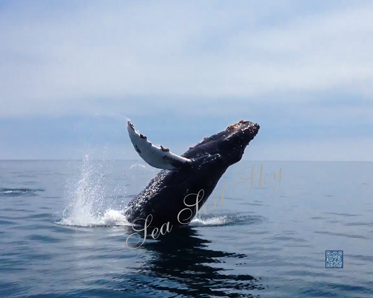 Whale Wanders of the Ventura Coast