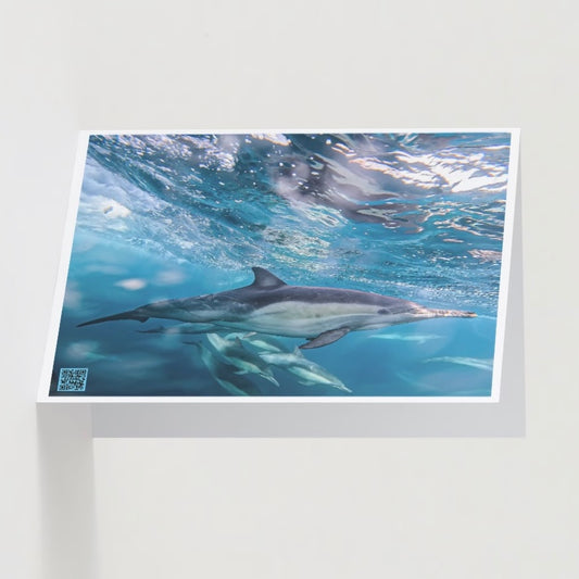 interactive greeting card of california common dolphins