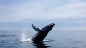 video of whales of the california coast