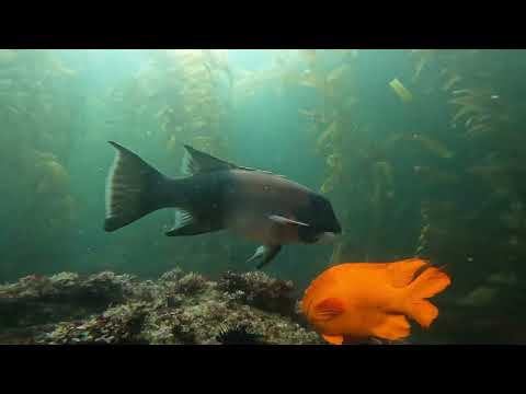 video of garibaldi in california