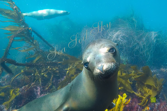 Sea Lion at Anacapa