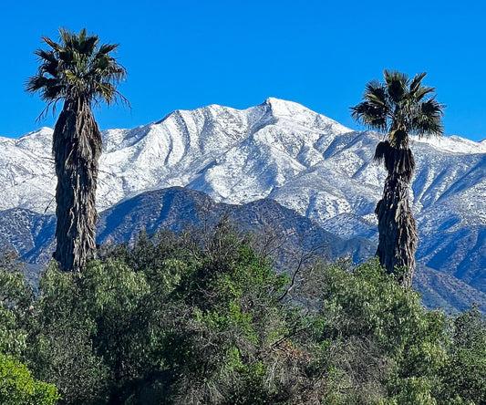 Synergy ~ Chief's Peak & Palm Trees