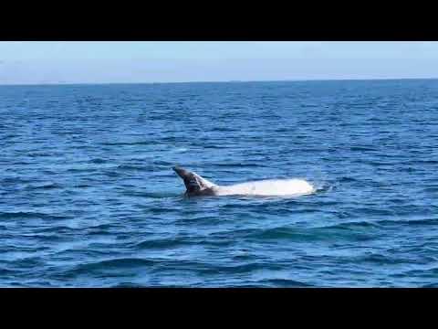 risso's dolphins swimming
