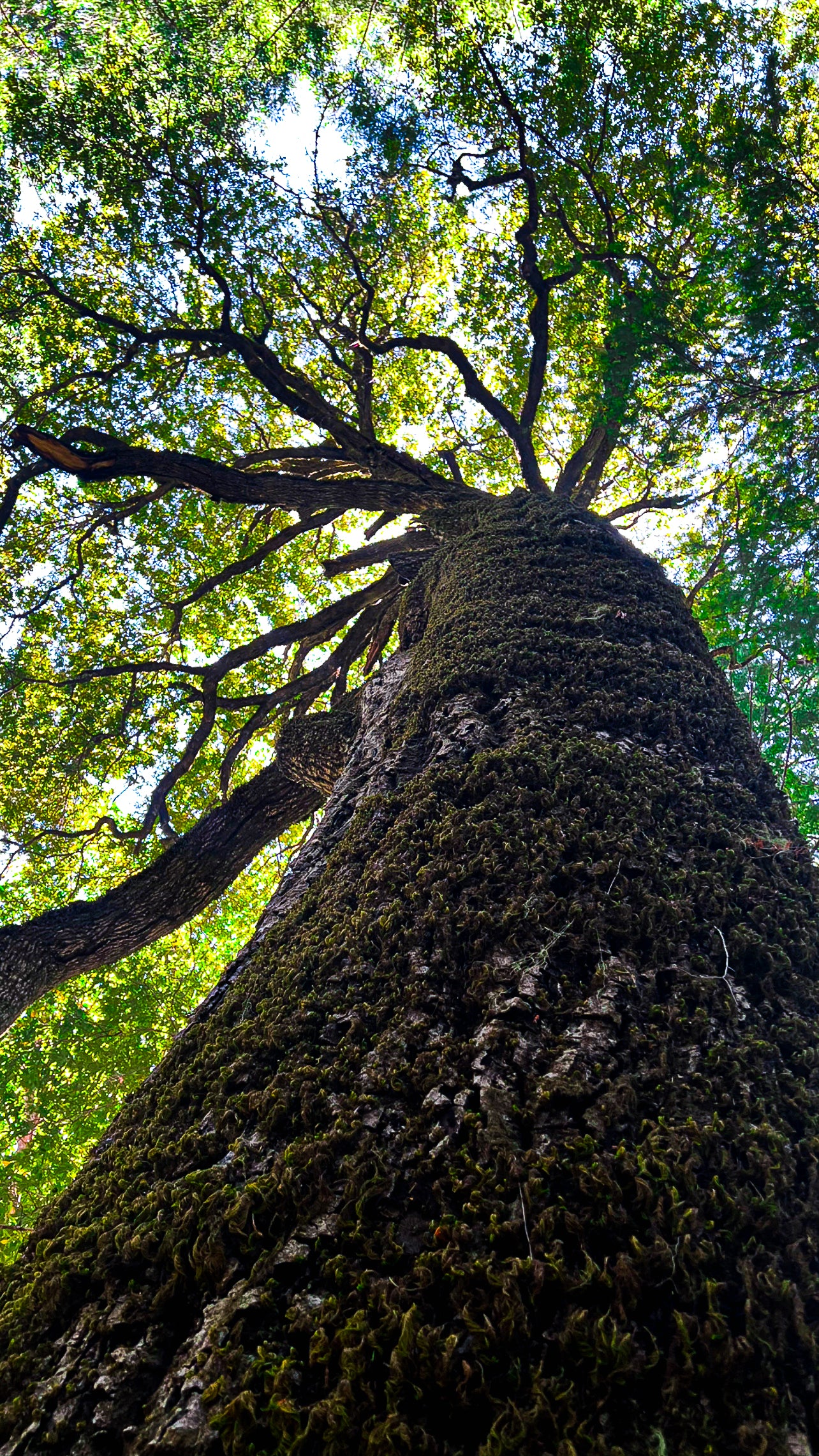 Treebeard